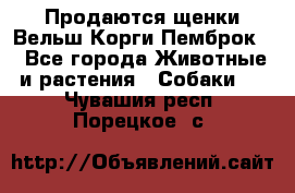 Продаются щенки Вельш Корги Пемброк  - Все города Животные и растения » Собаки   . Чувашия респ.,Порецкое. с.